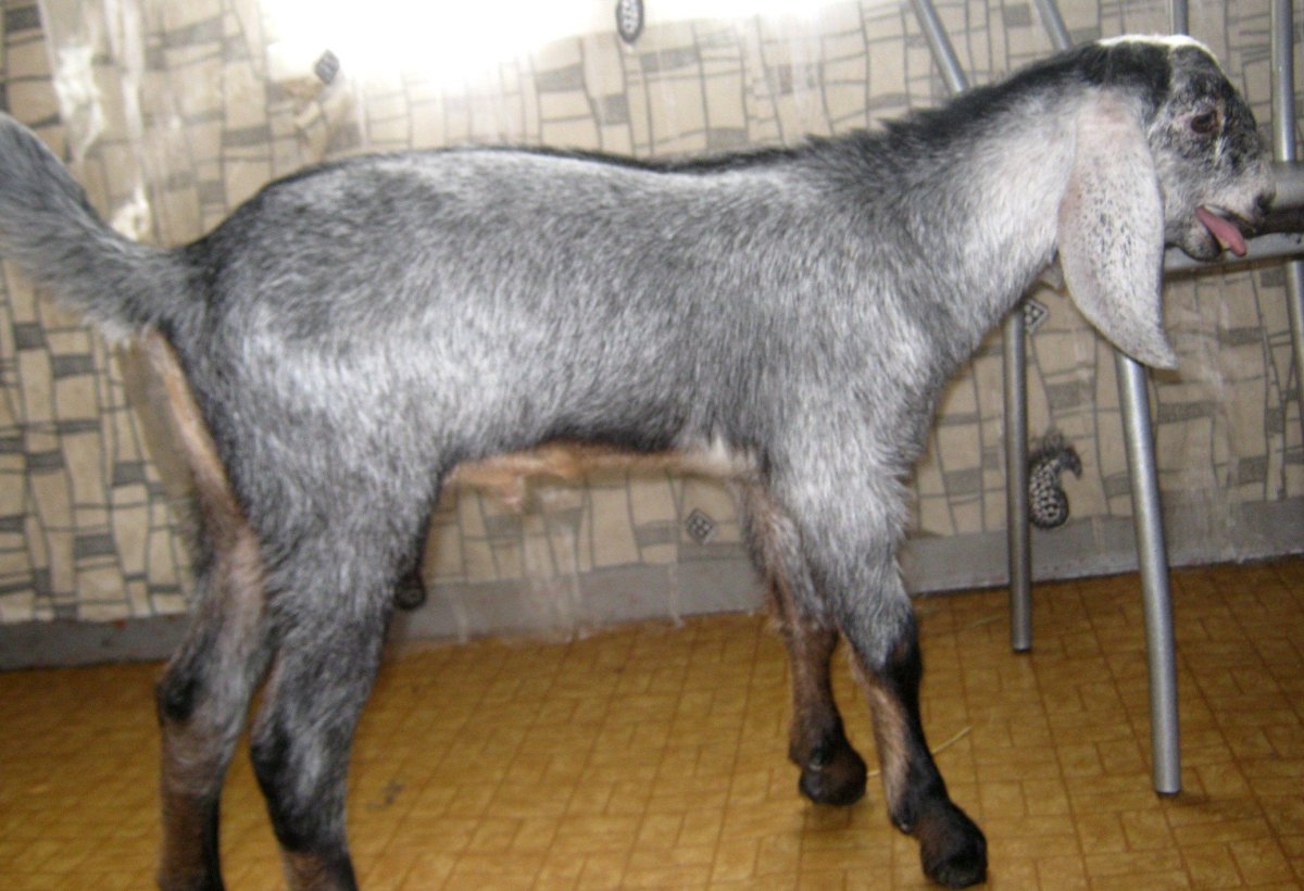 Немецкая пестрая порода коз