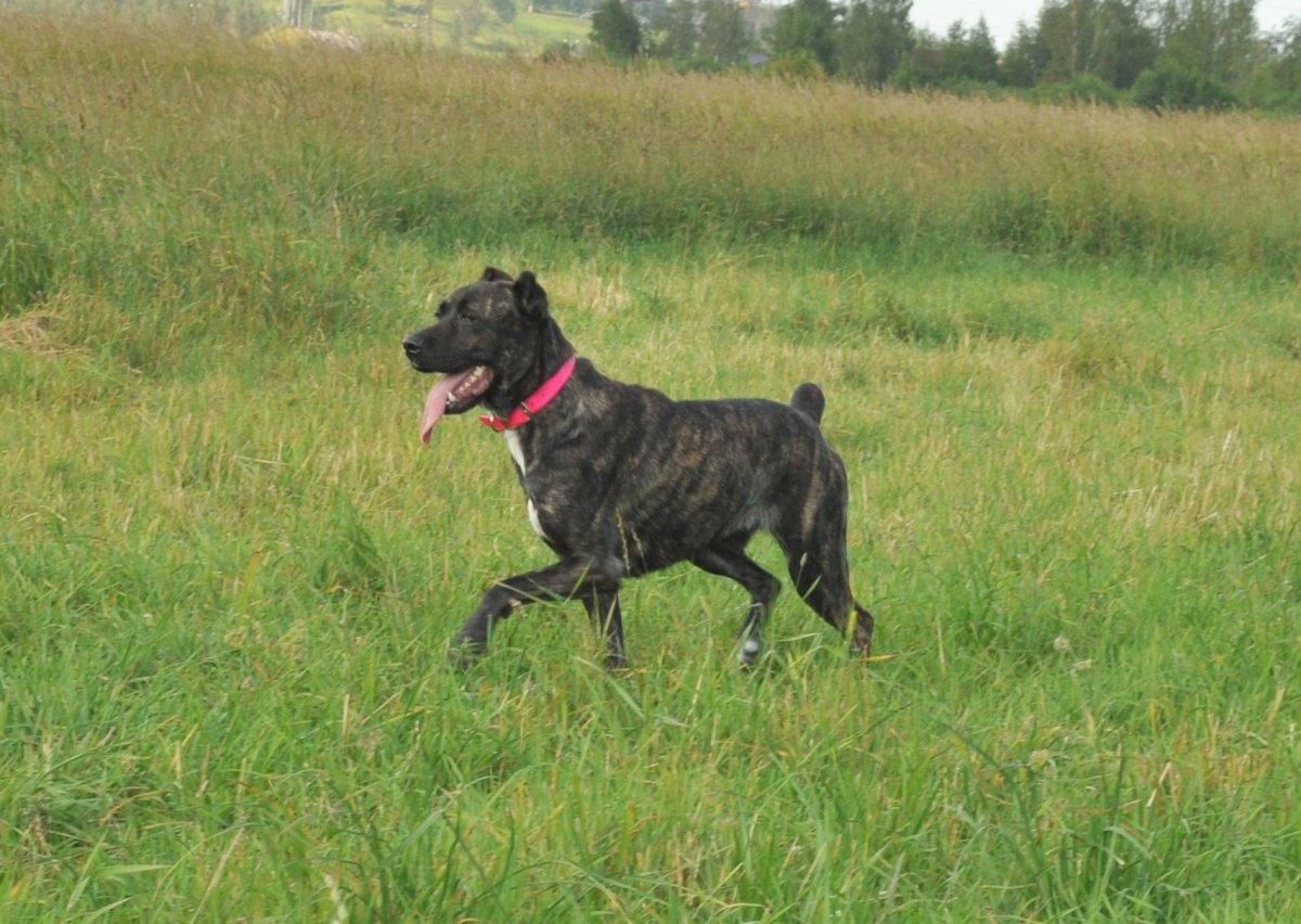 Метис Кане Корсо