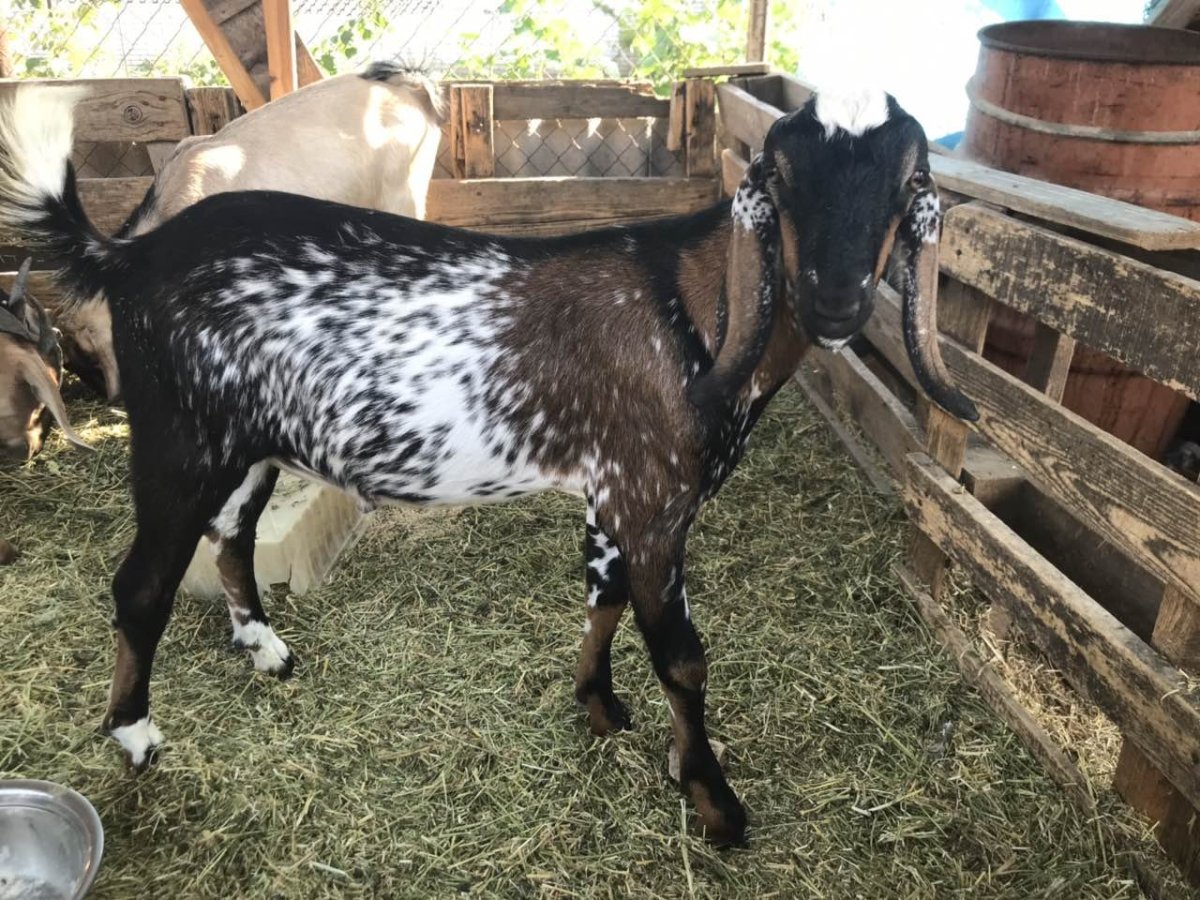 Нубийская коза окрас брызги шампанского