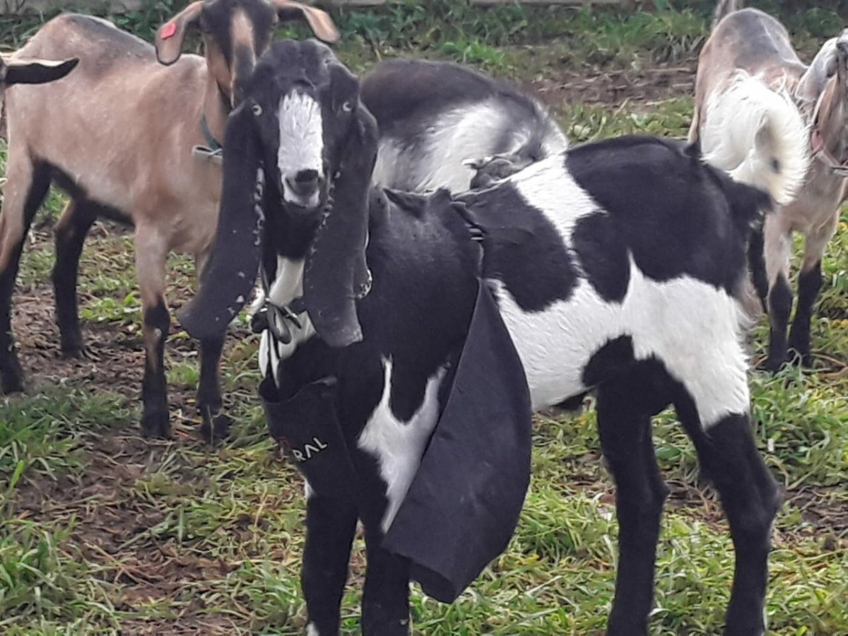 Коза Камори белая