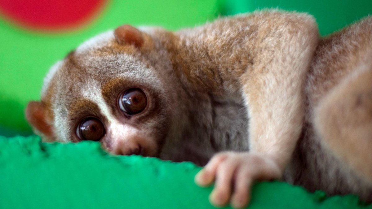 Мышиный лемур Гудмана