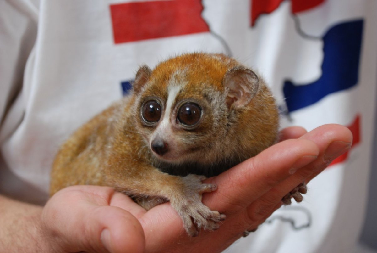 Животное в траве