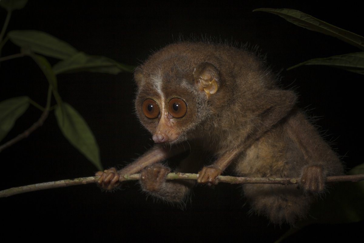 Лори, долгопят, галаго