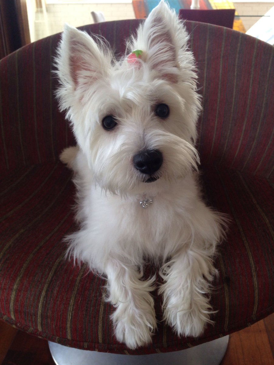 Йоркширский терьер белый