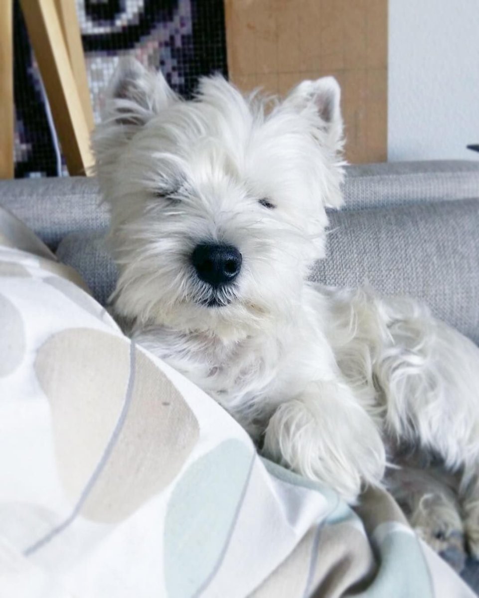 Белый терьер Вест хайленд