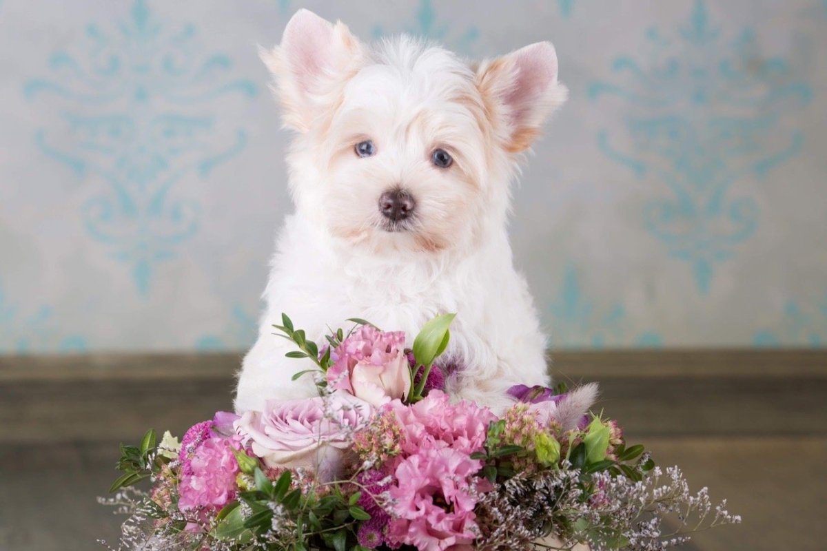 Блю Даймонд голдаст Йоркширский терьер