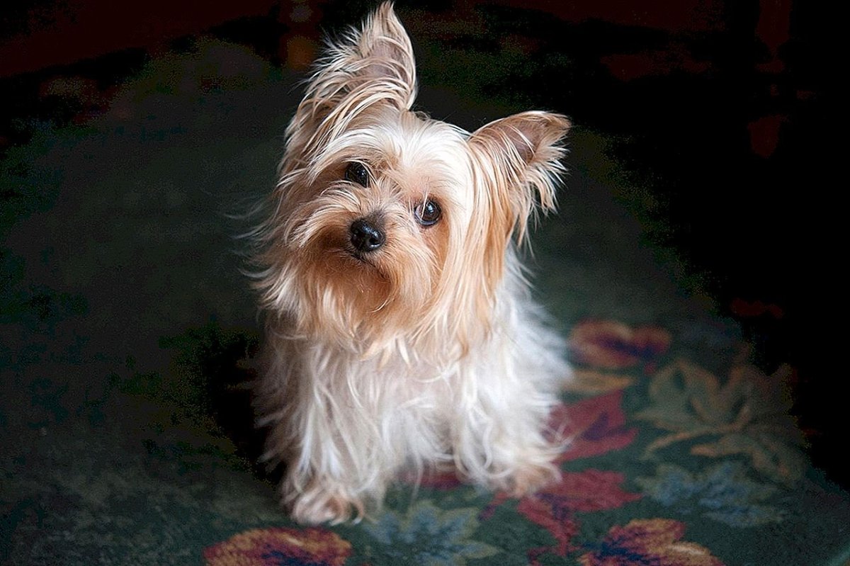 Йоркширский терьер альбинос