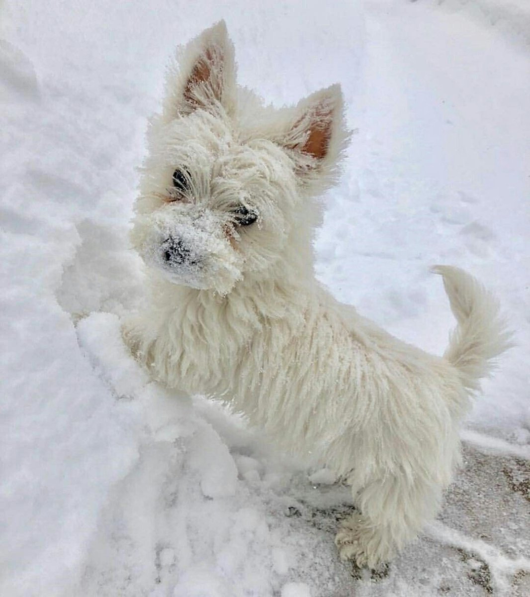 Йоркширский терьер белый окрас