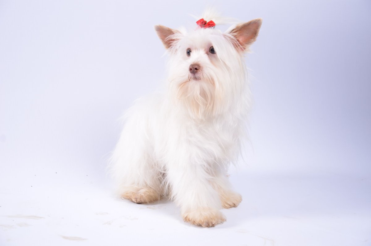 Йоркширский терьер мини белый