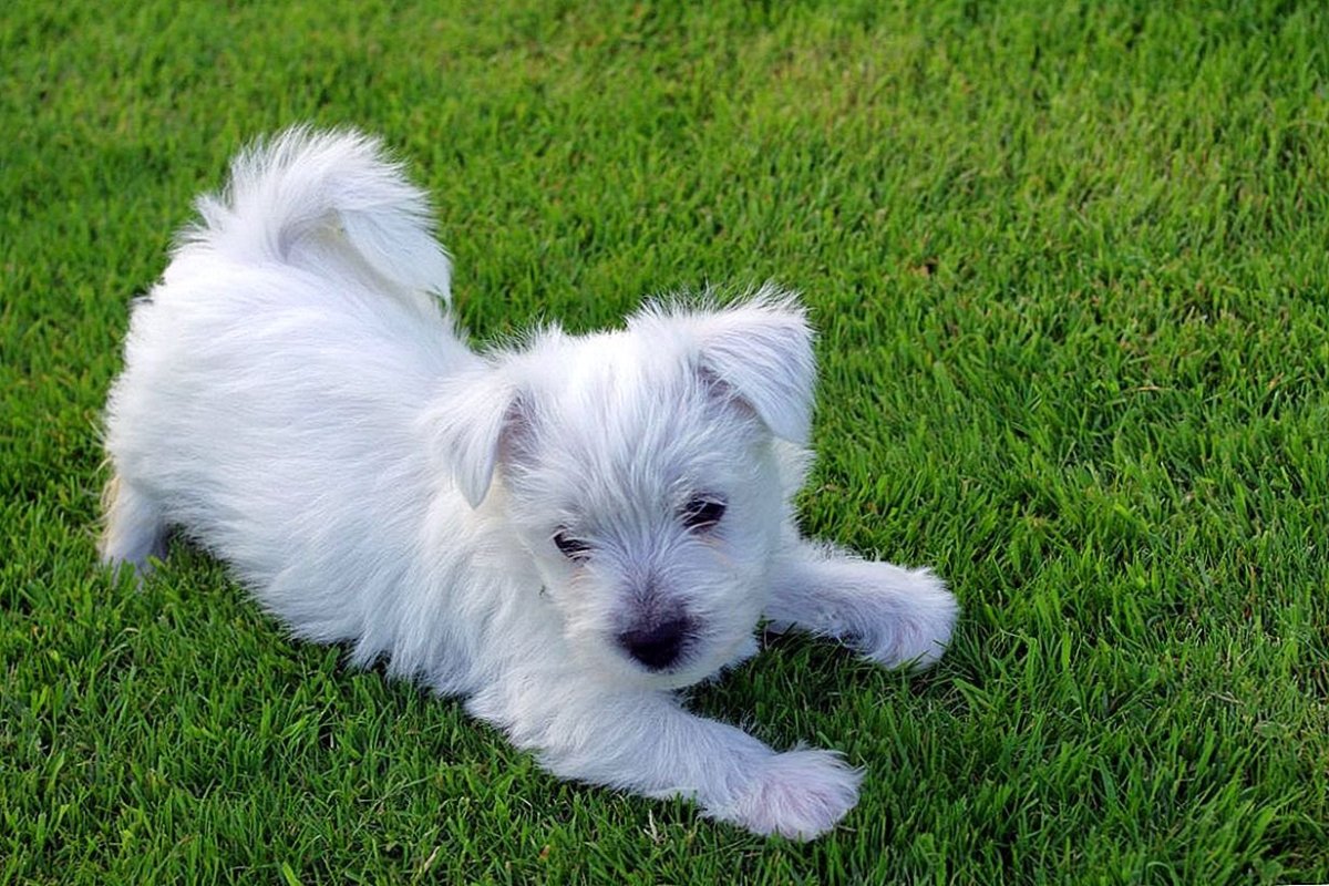 Бишон Вест-хайленд-Уайт-терьер