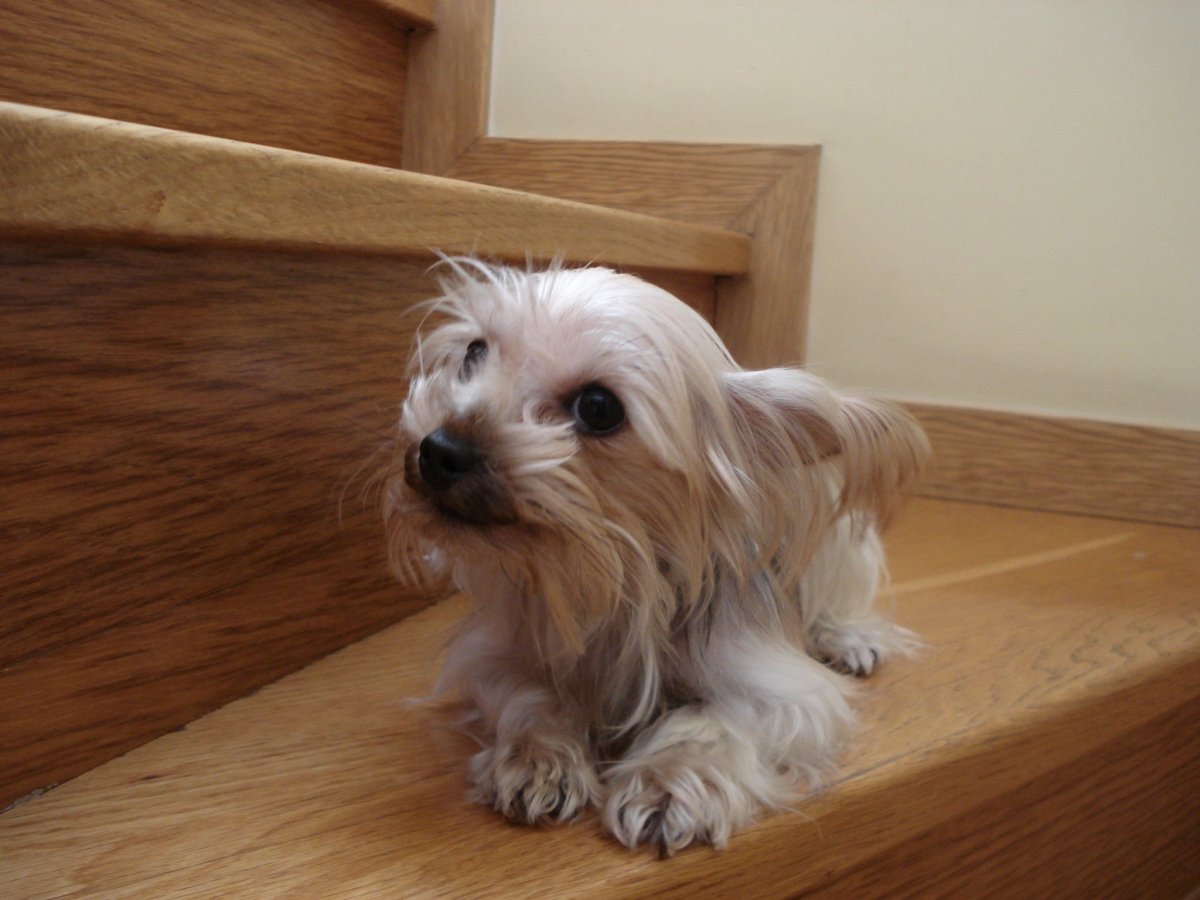 Йоркширский терьер