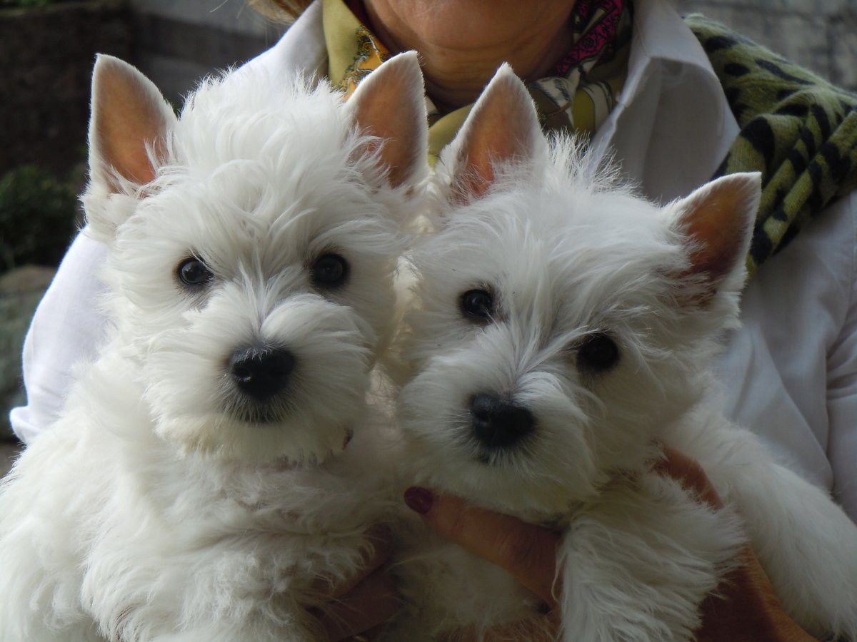 Йоркширский Уайт терьер