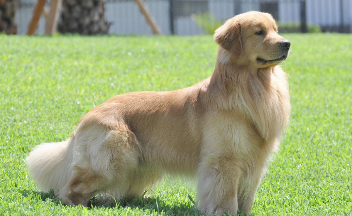 Длинношерстный ретривер палевый