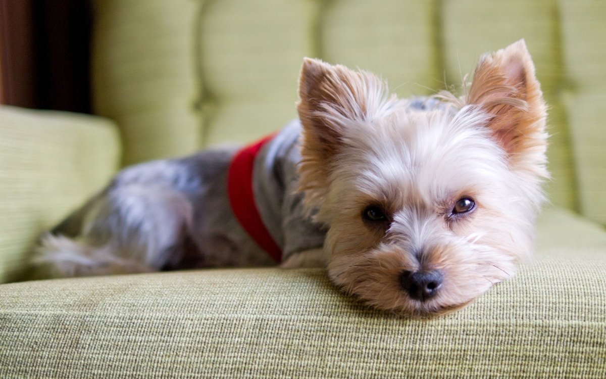 Вест хайленд Йоркширский терьер