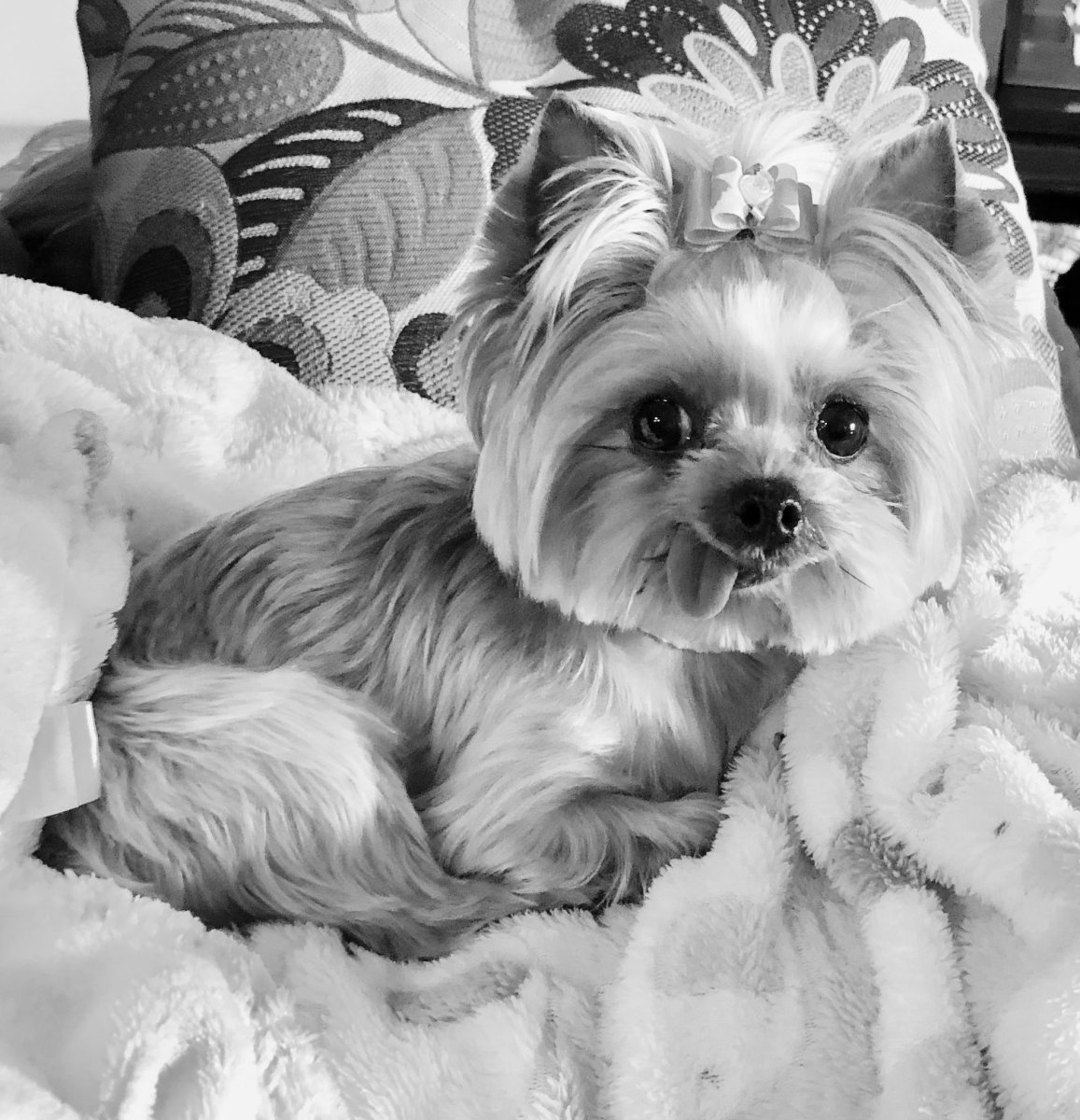 Йоркширский терьер белый