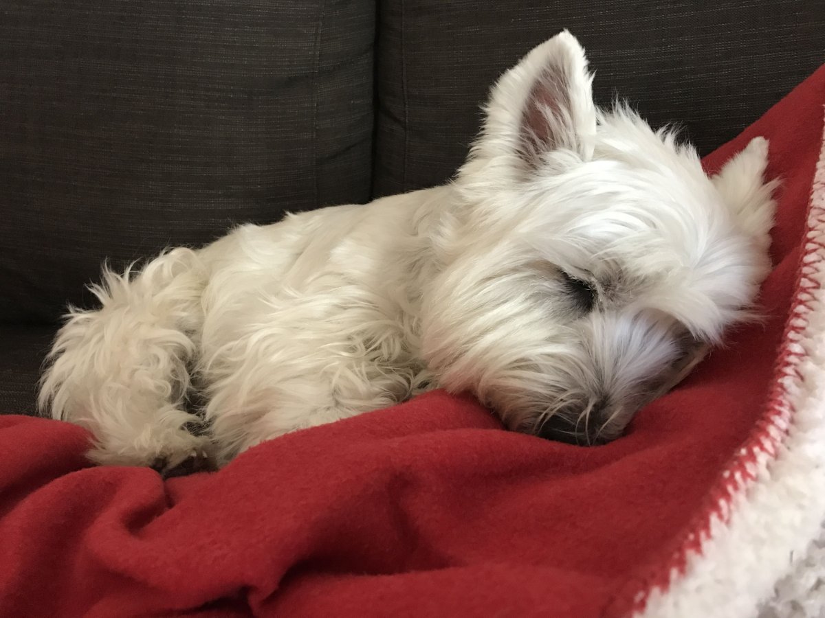 Йоркширский терьер белый