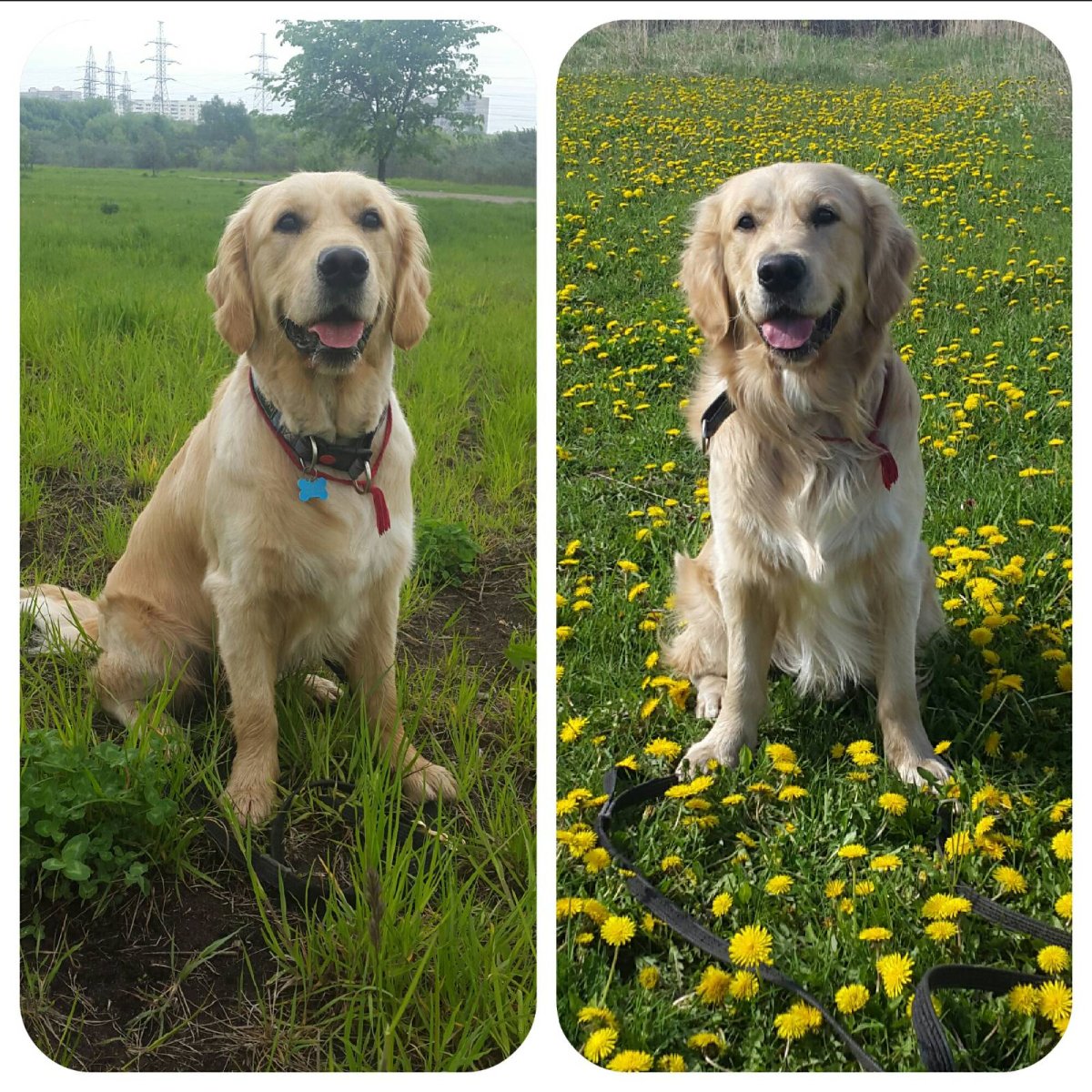 Ретривер Лев