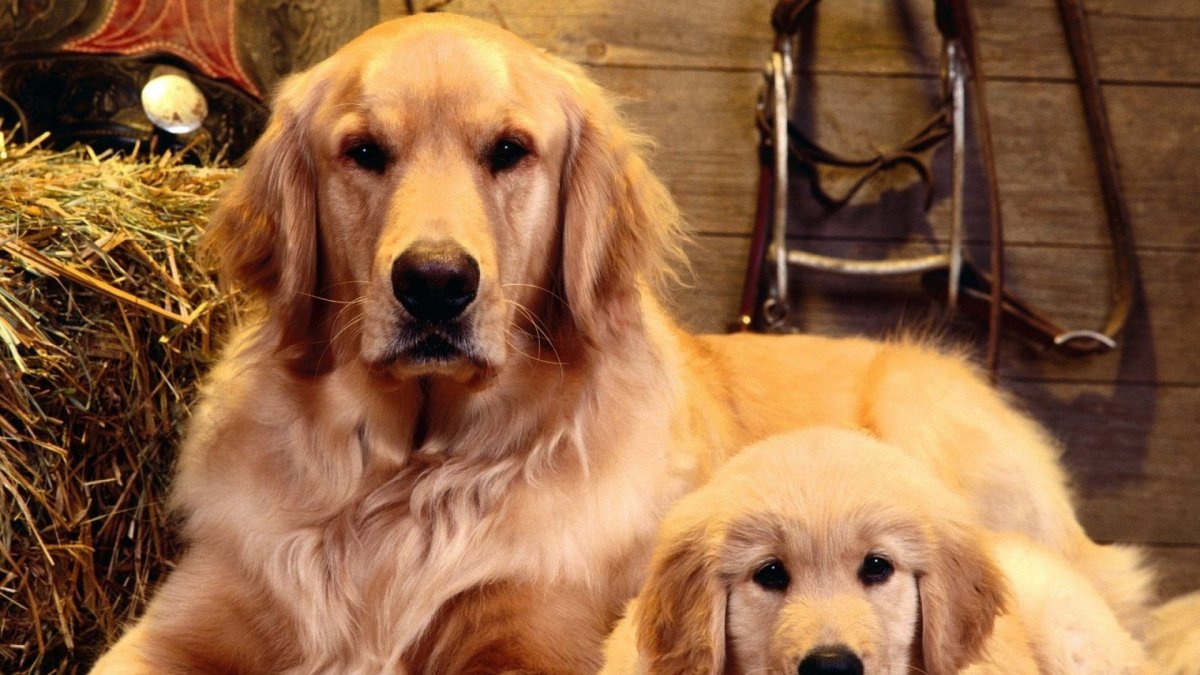 Постриг пса