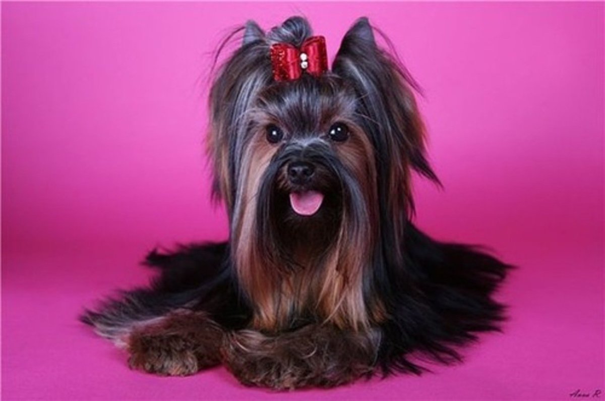 Йоркширский терьер шоколадного окраса