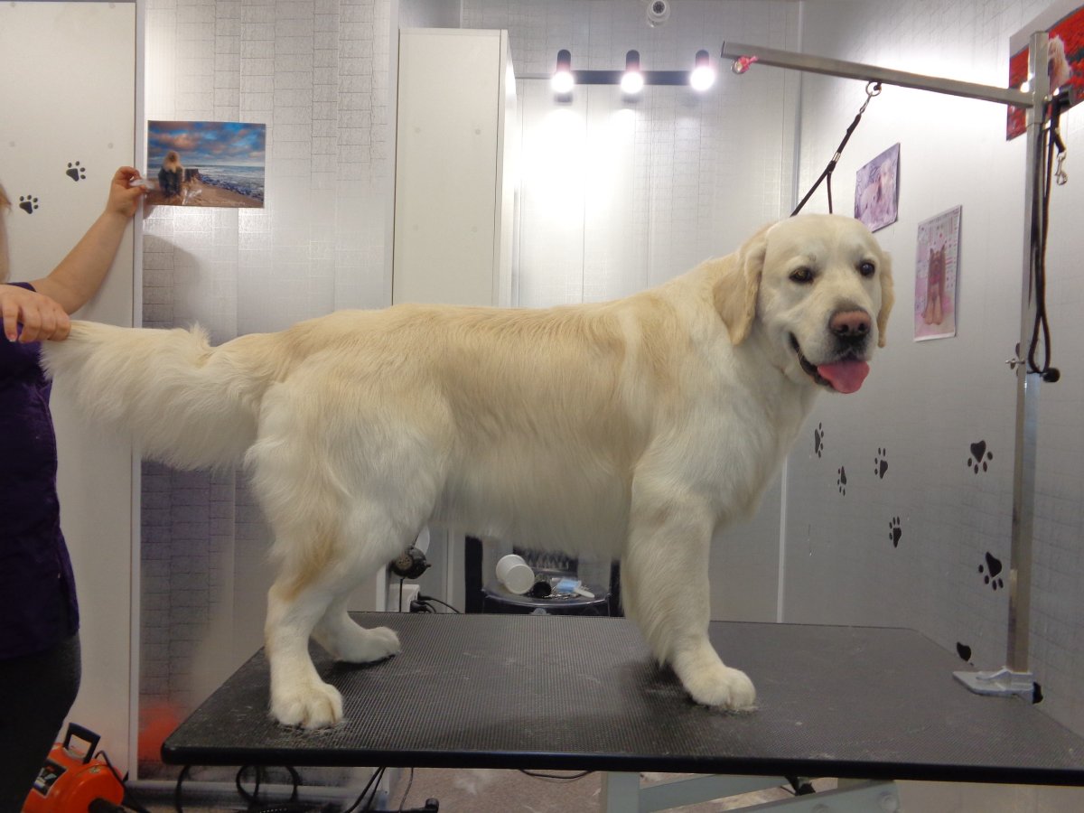 Груминг золотистого ретривера