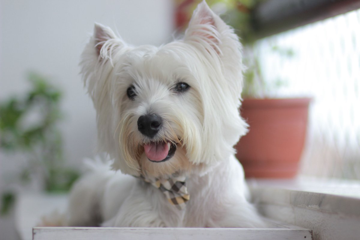 Вест-хайленд-Уайт-терьер или Бивер Йорк