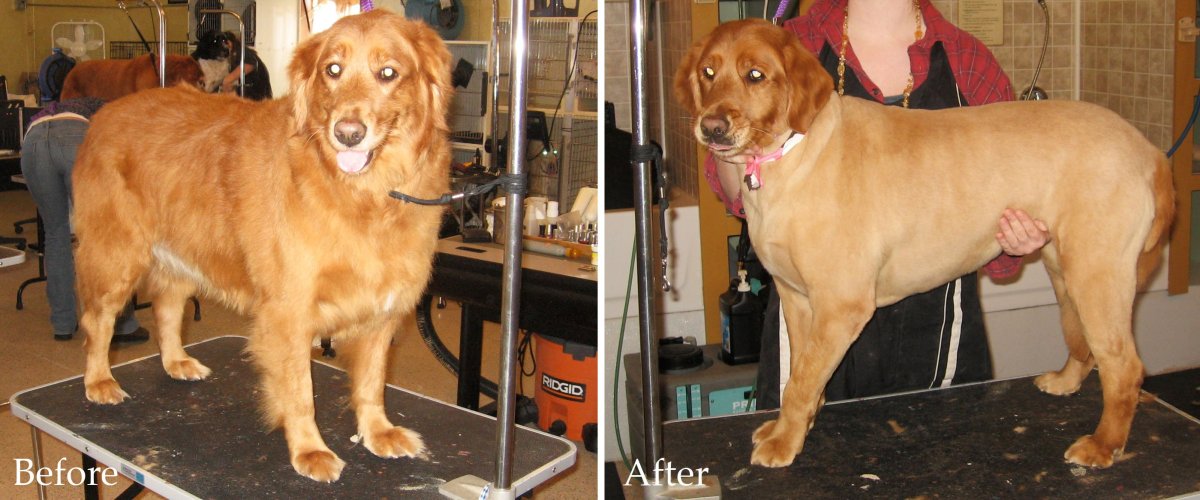 Собака золотистый ретривер