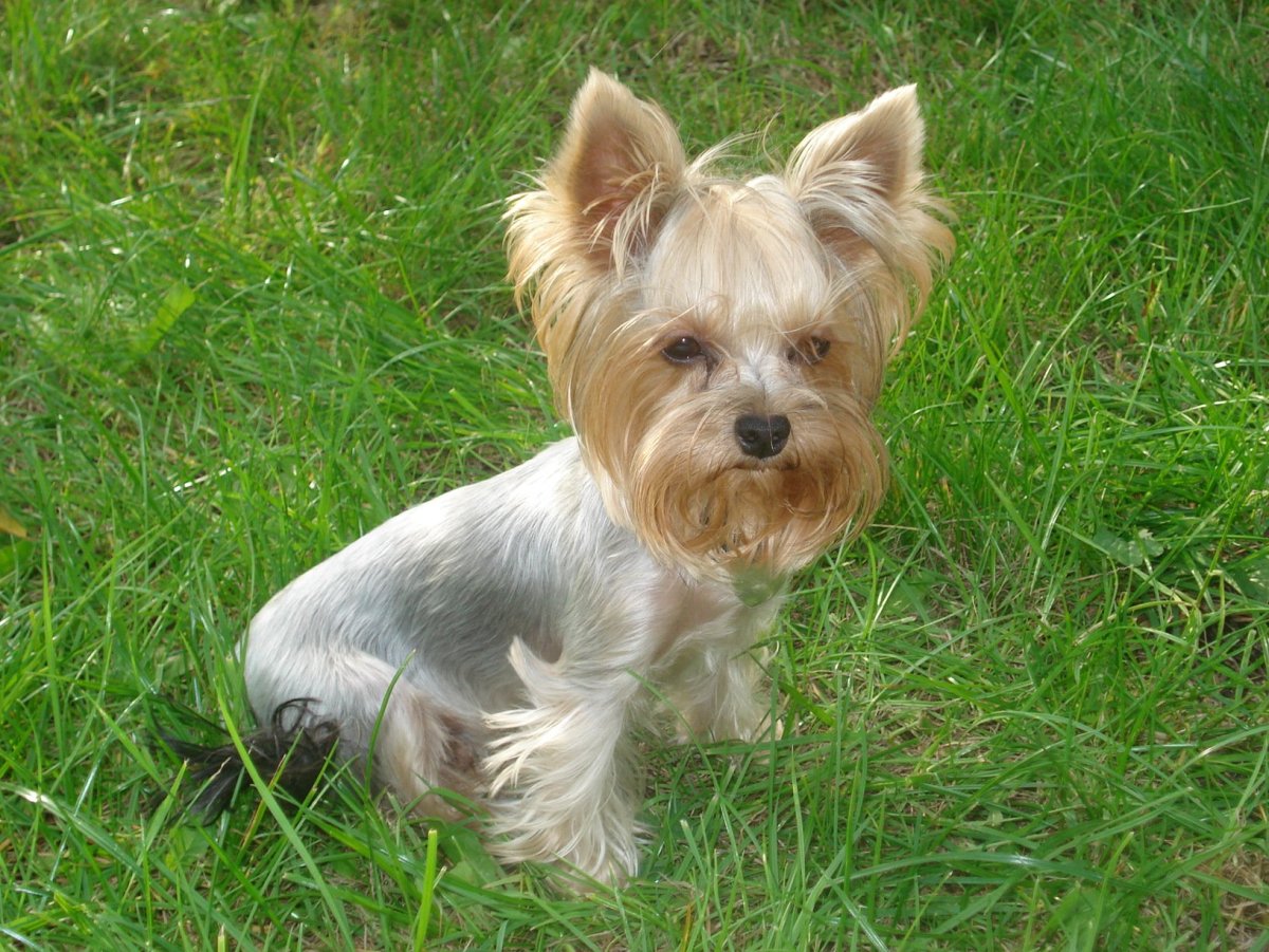 Йоркширский терьер серебристый