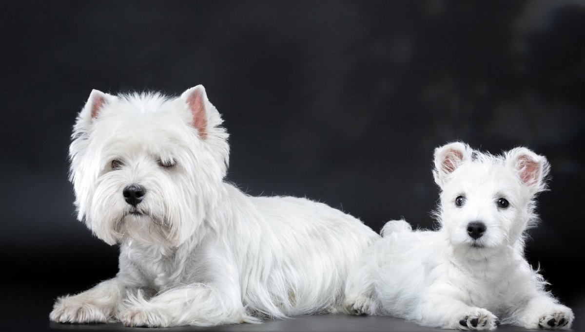 Вестхайленд терьер белый