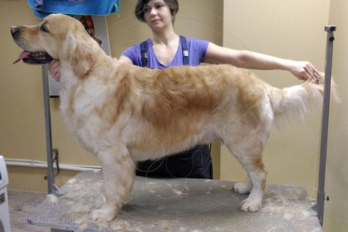 Золотистый ретривер аллергия на шерсть