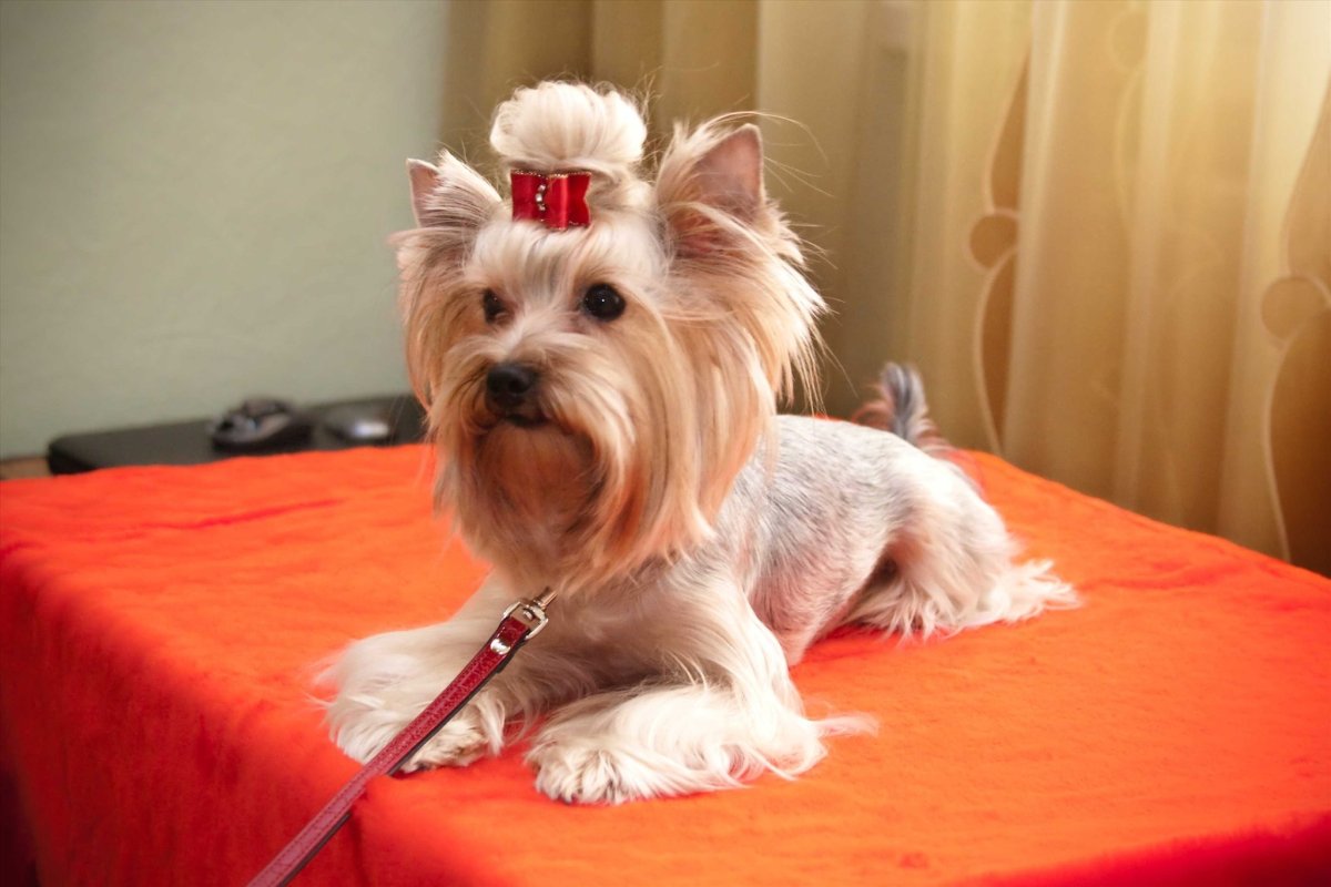 Йоркширский терьер белый