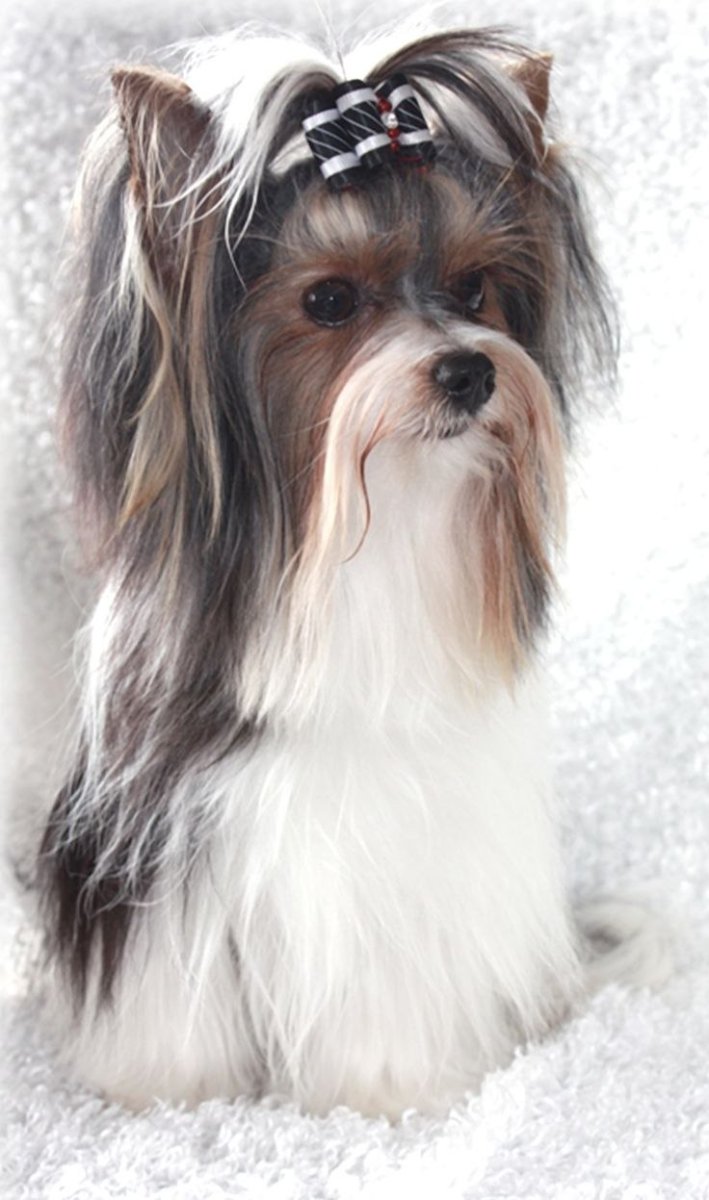 Бивер-Йоркширский терьер