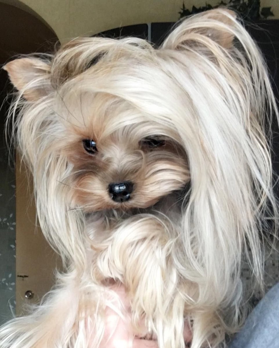 Лысый Йоркширский терьер