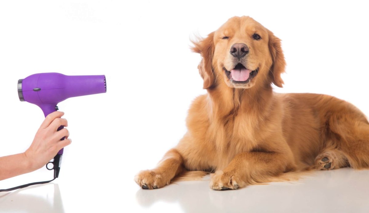 Золотистый ретривер щенок