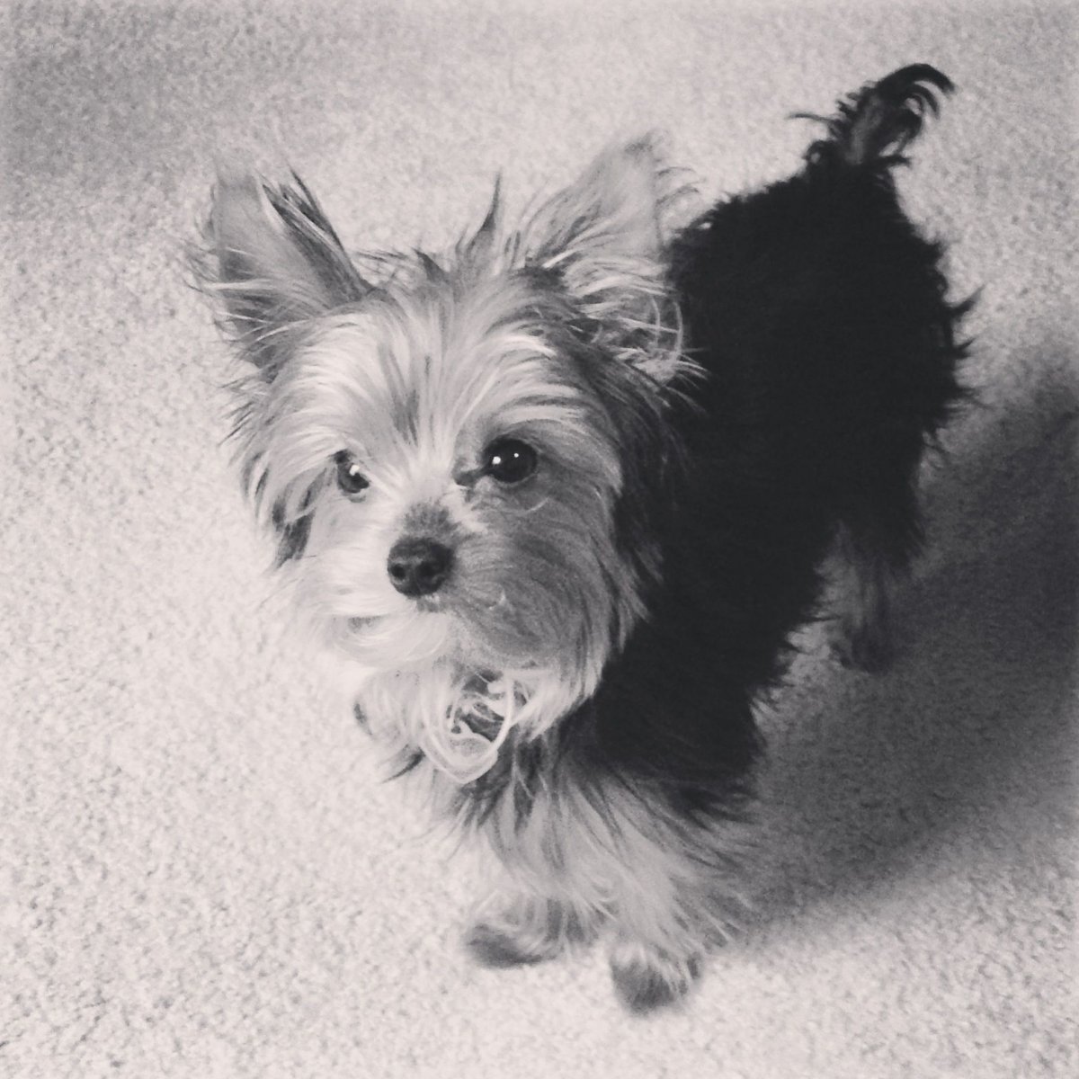 Йоркширский терьер альбинос