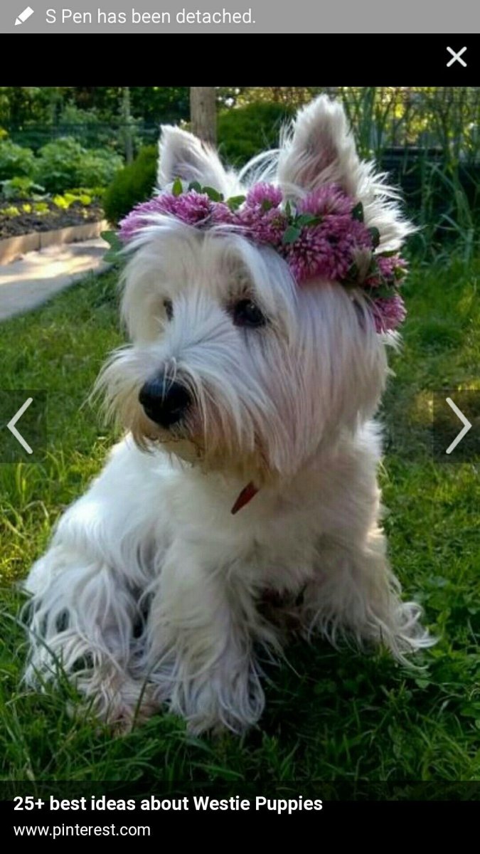 Йоркширский Уайт терьер