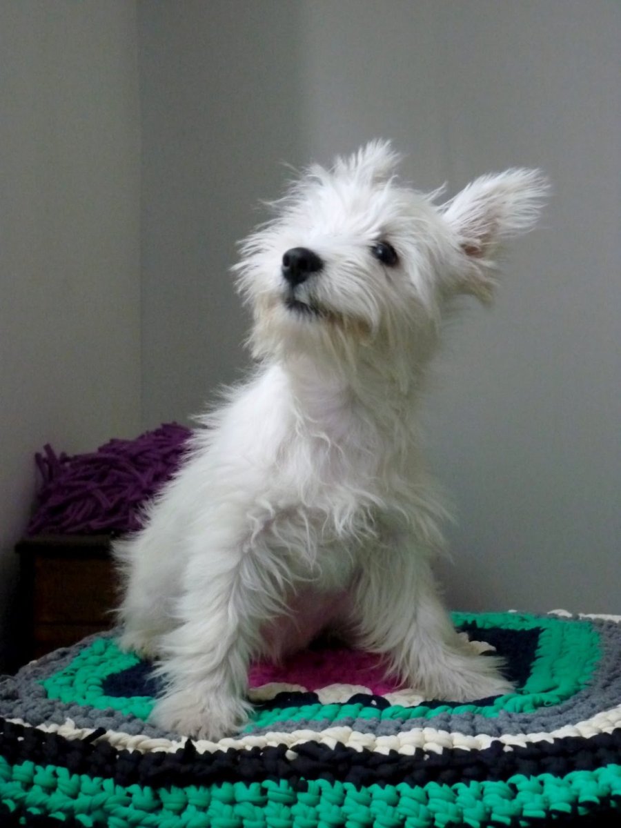 Вест хайленд Йоркширский терьер