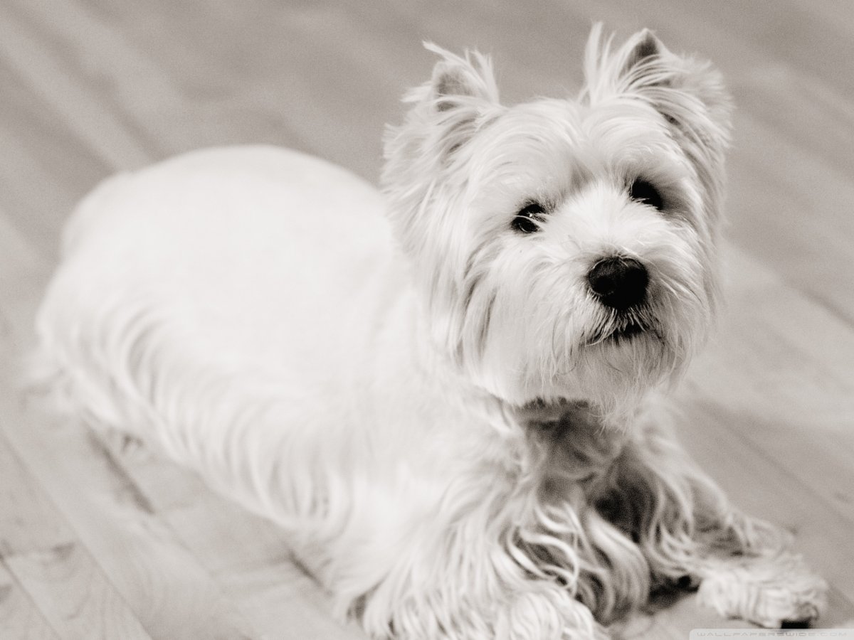 Вест хайленд Йоркширский терьер