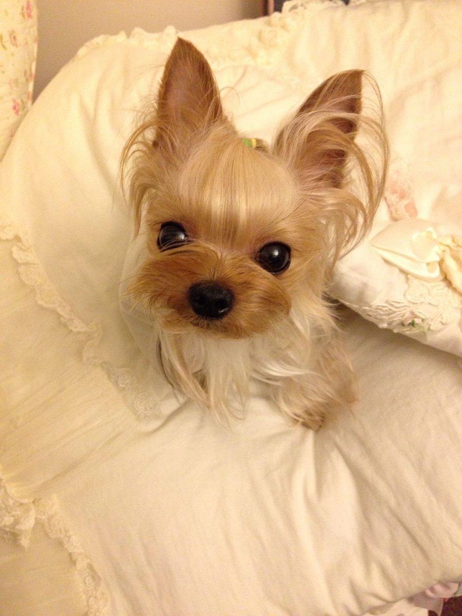 Йоркширский терьер альбинос