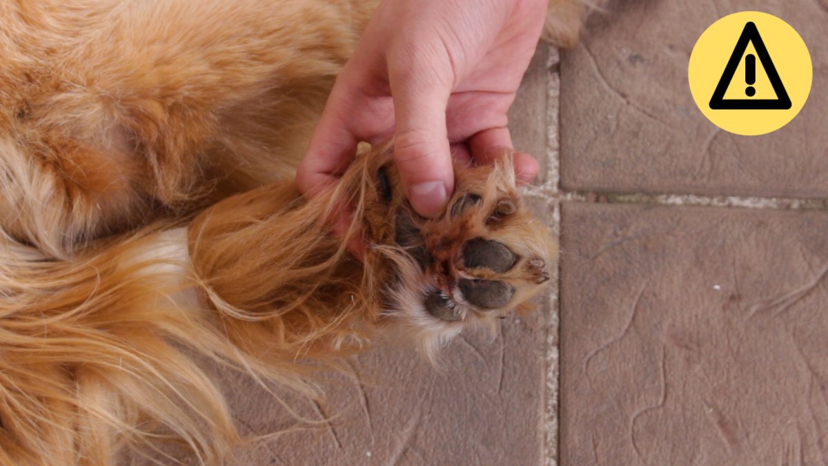 Голден ретривер палевый