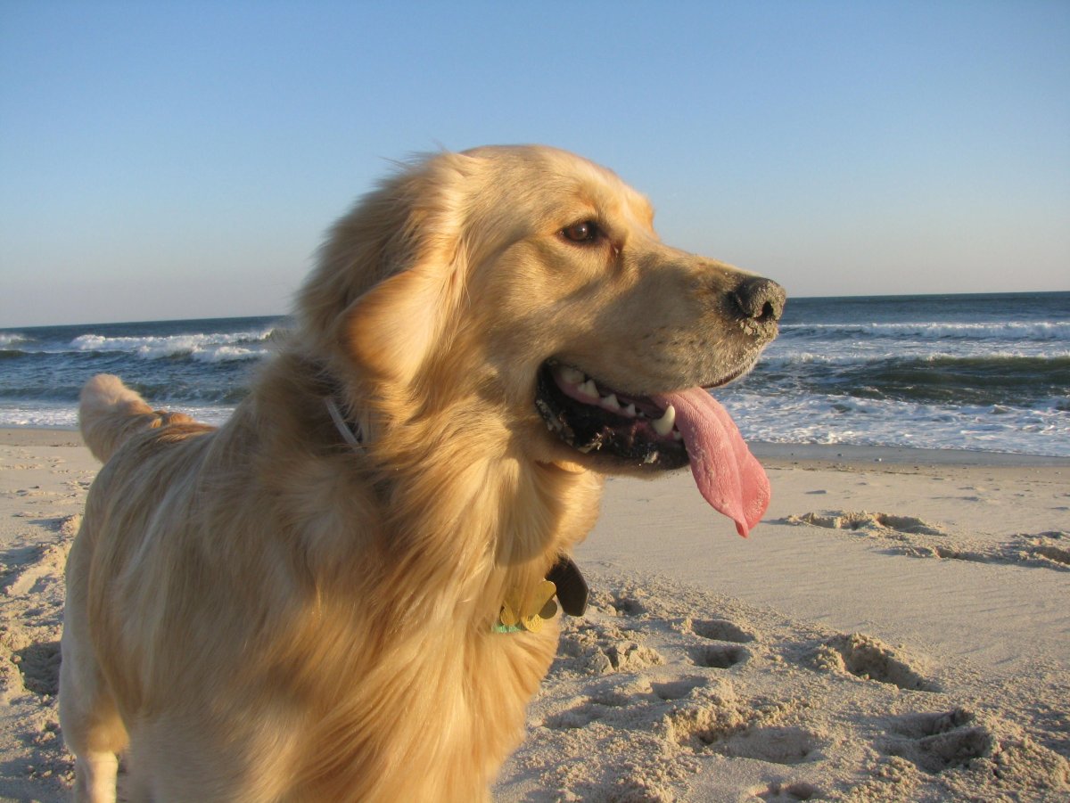 Золотистый ретривер адам Сэндлер