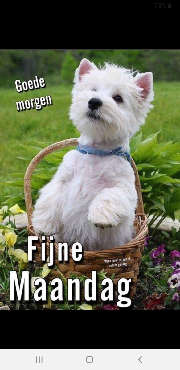 Кентуккский терьер