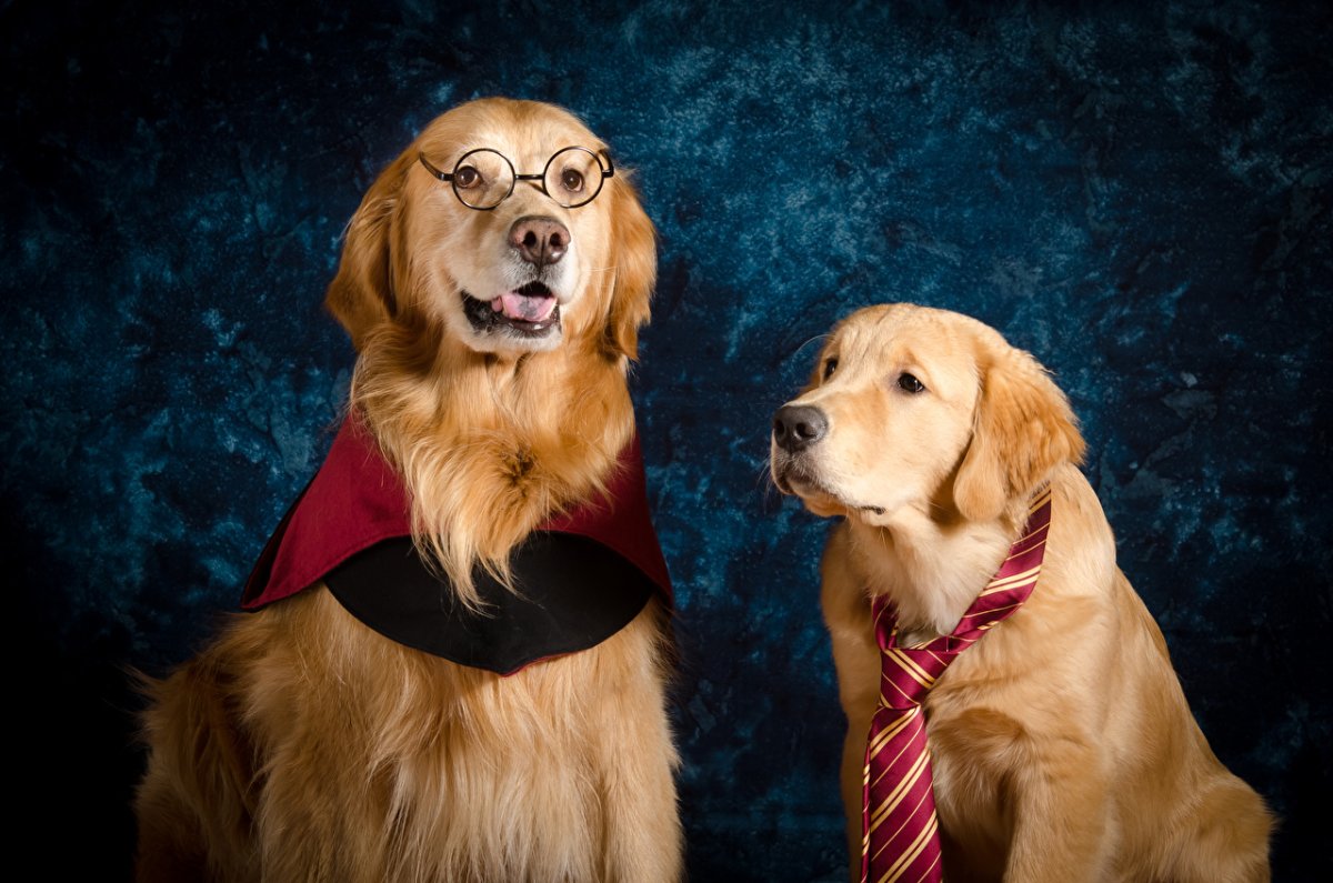 Золотистый ретривер трусливый