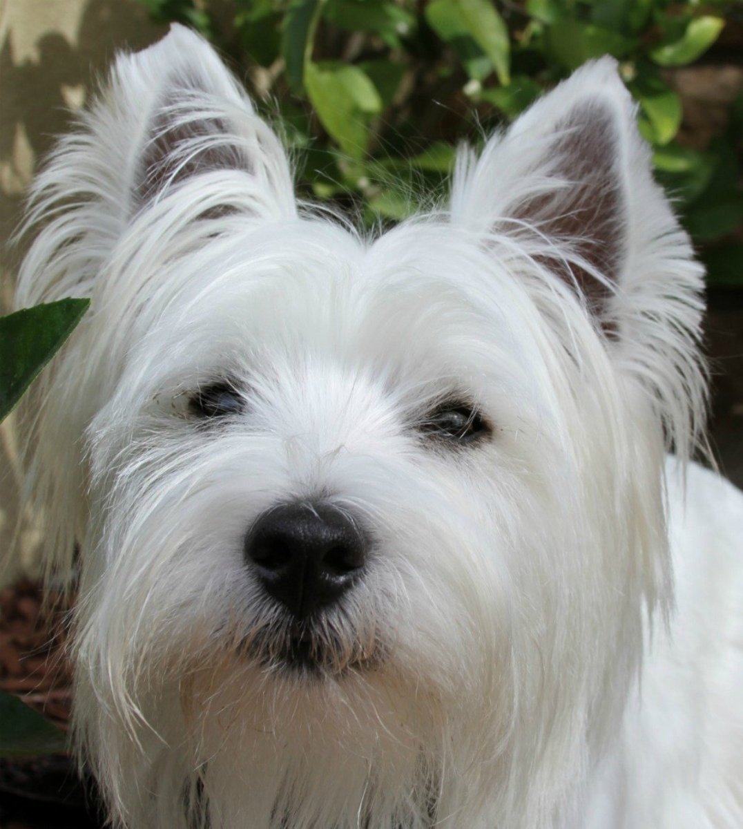 Белый терьер Вест хайленд