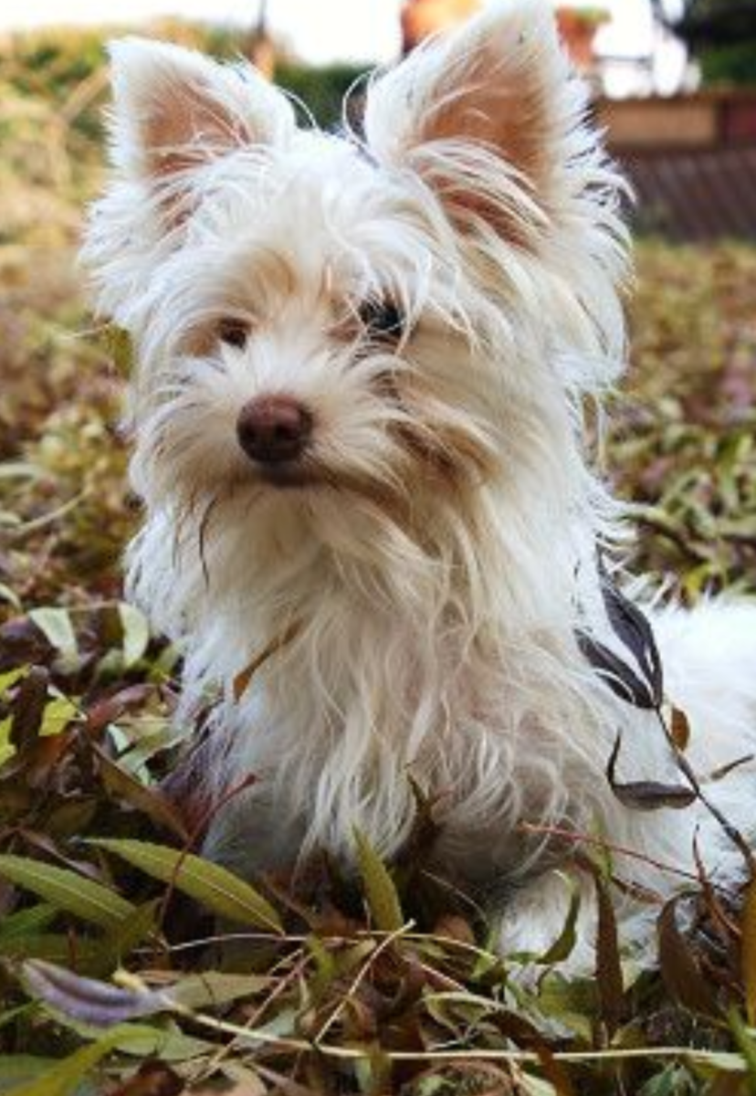 Йорк терьер альбинос