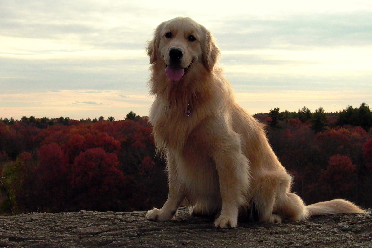 Собака золотистый ретривер