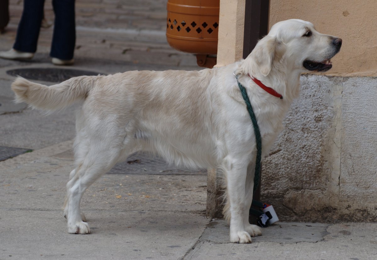 Голден ретривер груминг схема