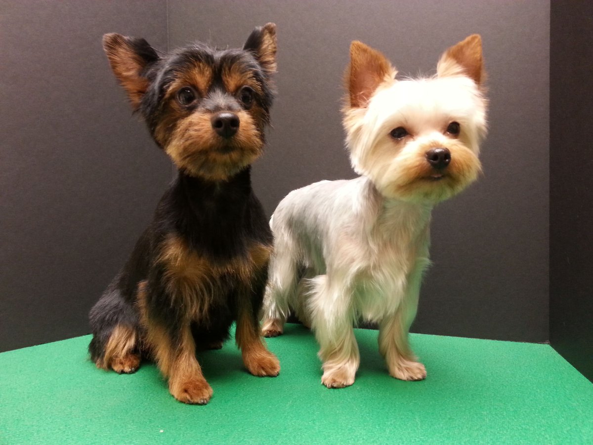 Йоркширский терьер стандарт питомник