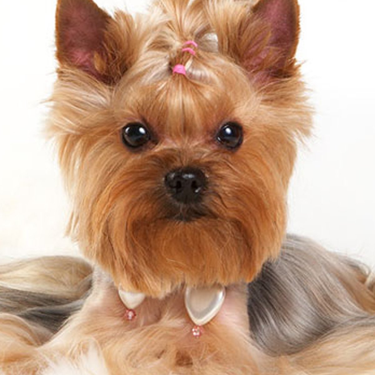 Йоркширский терьер стандарт