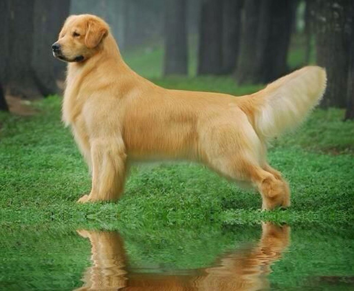 Укладка на собачке