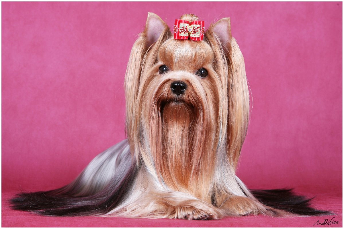 Йертеркшерийский терьер